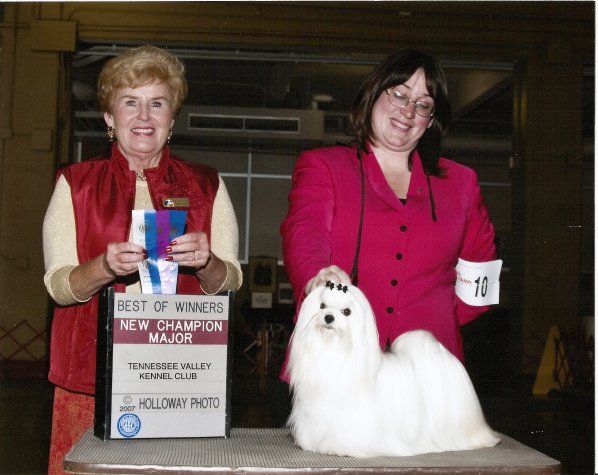 CH Divine's Malt Angel's California Girl, Callie