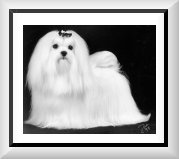 CH Rhapsody's White Pepper ROM, the first Divine Maltese champion