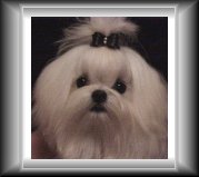Divine Maltese puppy