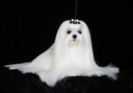 Shineportraits, Divine Maltese