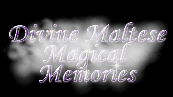 Divine Maltese family album banner