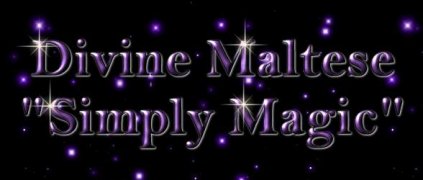 Available Maltese puppies banner