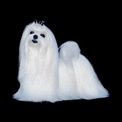 BIS BISS CH Divine's Indecent Desperado, Bandit