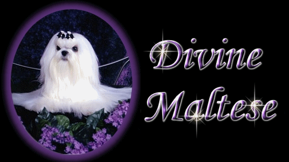 Divine Maltese, breeders of champion Maltese since 1992