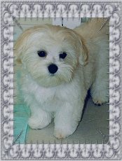 Boron, a Divine Maltese