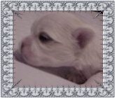 Blaze, a Divine Maltese