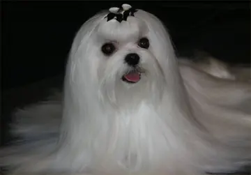 Chloe: Ch. Divine's Stylish Tradition