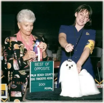 Pudgy: Ch. Divine's Indecent Cajun Queen