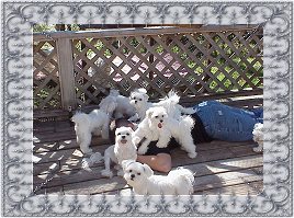 Chris and Girls, a Divine Maltese