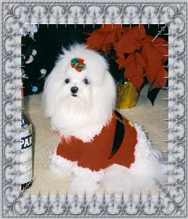 Compari, a Divine Maltese