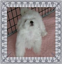 Dixie Chick, a Divine Maltese