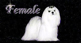 Divine Maltese females pedigree banner