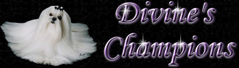 Divine Maltese champions banner