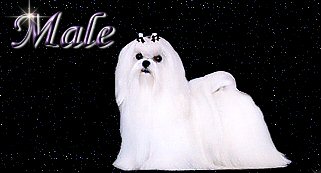 Divine Maltese males pedigree banner