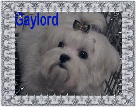 Gaylord, a Divine Maltese