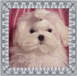 Lilly, a Divine Maltese