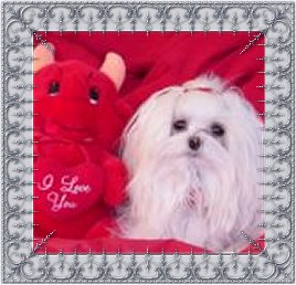 Lyssa, a Divine Maltese