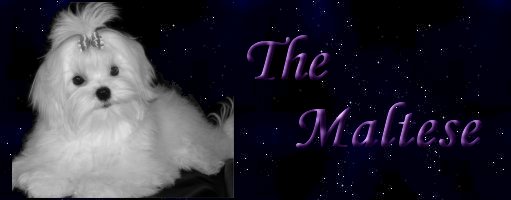 The Maltese breed banner