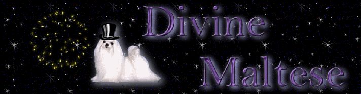About Divine Maltese banner