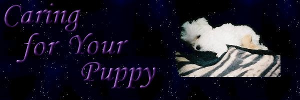 Caring for your Maltese puppy banner