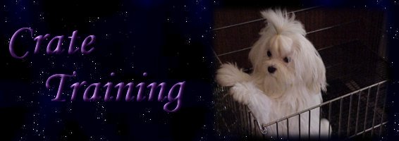 Crate training a Maltese puppy banner