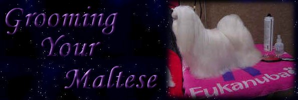 Grooming your Maltese puppy banner