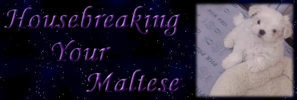 Housebreaking your Maltese banner