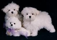 Divine Maltese puppies