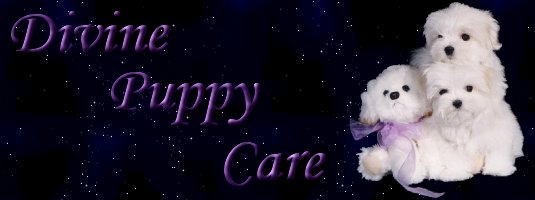 Maltese puppy care and tips banner
