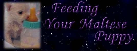 Feeding your Maltese puppy banner