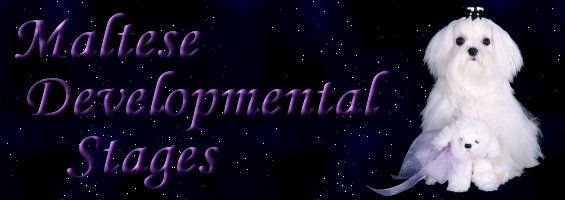 Maltese puppy developmental stages banner