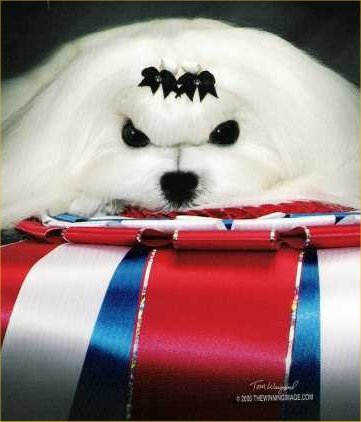 CH Divine's Marc Of Friendship, head study with a clean white face