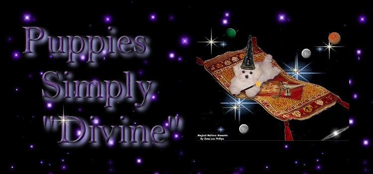 Divine Maltese pet puppies banner