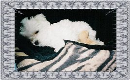 Prince, a Divine Maltese