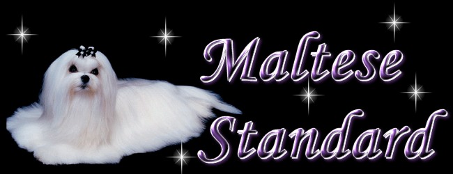 Divine Maltese breed standard banner