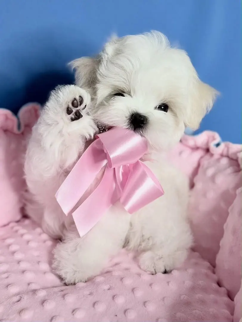 Callie, a white Maltese girl puppy of teacup size, sitting in a pink bed with a pink bow, one paw raised