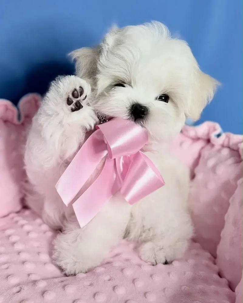 Callie, a white Maltese girl puppy of teacup size, sitting in a pink bed with a pink bow, one paw raised