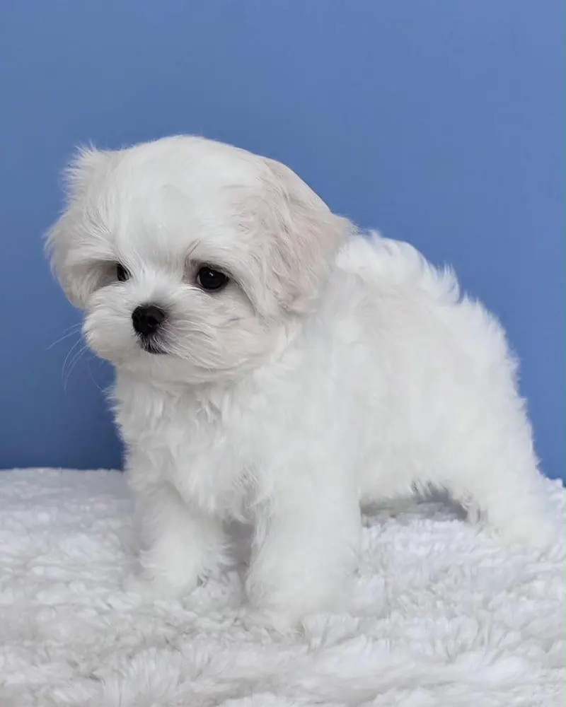 Cody, a white Maltese boy puppy of teacup size, standing on a white blanket against a blue backdrop