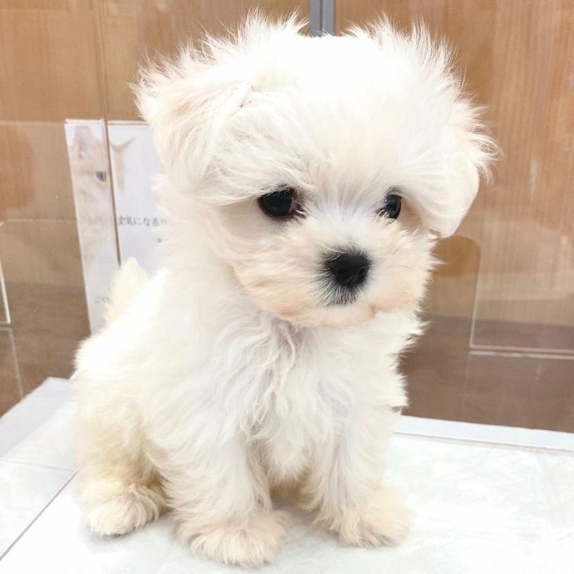 Maru, a nine week old white female Maltese puppy available from Divine Maltese