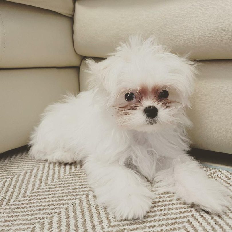 Mashi, a nine week old white male Maltese puppy available from Divine Maltese