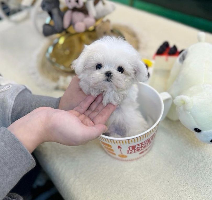 Miki, an eight week old white female teacup-sized Maltese puppy available from Divine Maltese