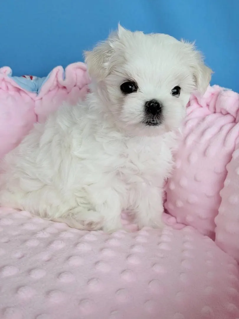 Pixie, a white Maltese girl puppy, sitting in a pink bed