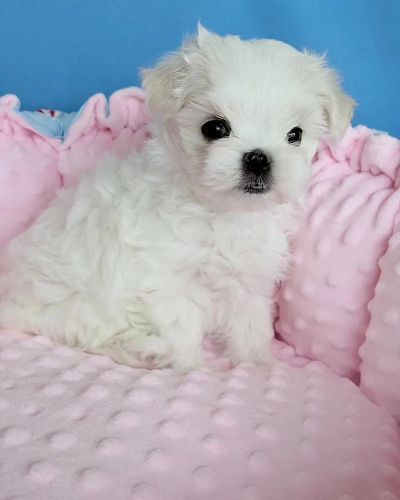 Pixie, a white Maltese girl puppy, sitting in a pink bed