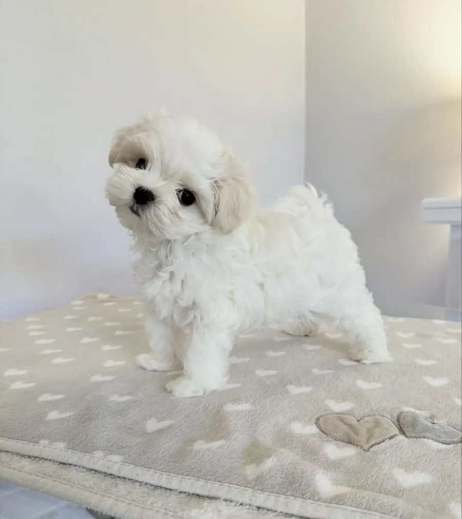 Spike, a white Maltese boy puppy, standing on a patterned blanket
