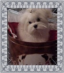 Secret, a Divine Maltese