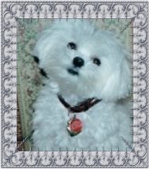 Shug, a Divine Maltese
