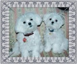 Shug and Shasha, a Divine Maltese