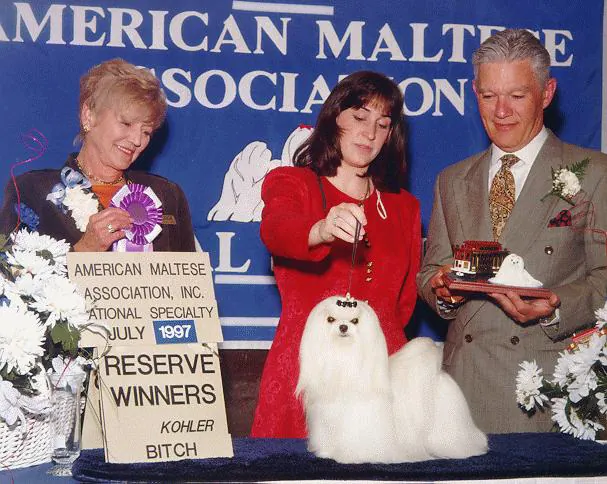 A Divine Maltese bitch with her handler and the judge, taking Reserve Winners Bitch at the American Maltese Association National Specialty