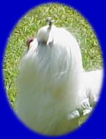 CH Divine's Indecent Southern Scoundrel, Rhett, photo 2