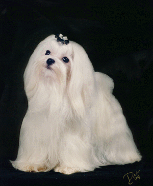CH Lepetit's Heavenly Seraphim ROM, Sera